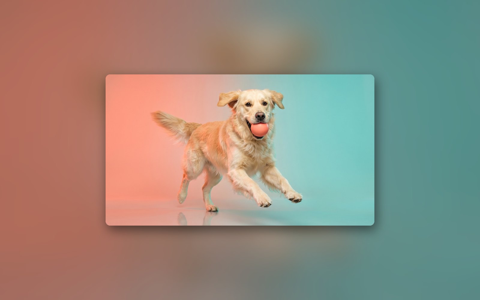 BarkBox concept, an overjoyed dog mid-leap with a plush toy on a coral and teal backdrop